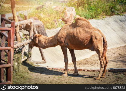 Brown camel standing eat graze in the farm