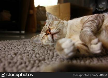brown cat sleep on carpet