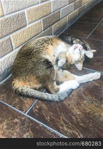 Brown cat sleeping on the walkway stone floor inside the building.