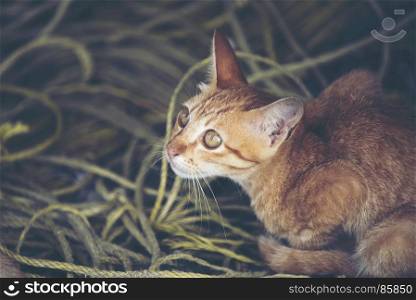 brown cat, vintage filter image