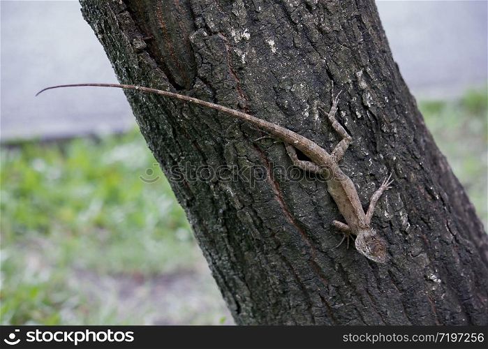 Brown chameleon on the tree
