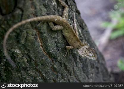Brown chameleon on the tree