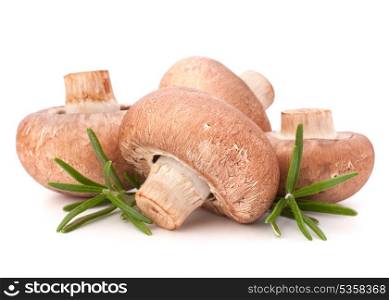 Brown champignon mushroom and rosemary leaves isolated on white background cutout