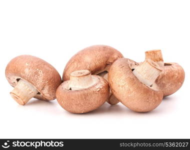 Brown champignon mushroom group isolated on white background cutout