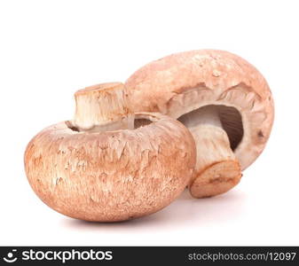 Brown champignon mushroom isolated on white background cutout