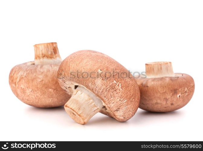 Brown champignon mushroom isolated on white background cutout