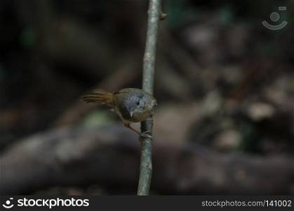 Brown-cheeked Fulvetta, Grey-eyed Fulvetta (Alcippe poioicephala) in forest Thailand
