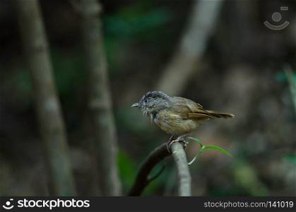 Brown-cheeked Fulvetta, Grey-eyed Fulvetta  Alcippe poioicephala  in forest Thailand 