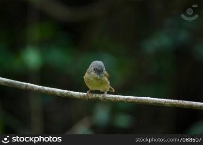 Brown-cheeked Fulvetta, Grey-eyed Fulvetta (Alcippe poioicephala) in forest Thailand