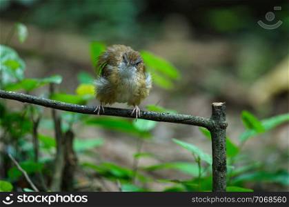 Brown-cheeked Fulvetta, Grey-eyed Fulvetta (Alcippe poioicephala) in forest Thailand