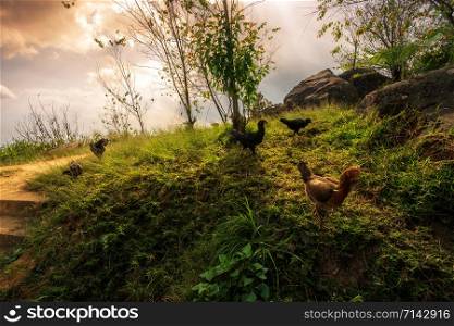 brown chicken on green grass at sunset view mountain range on Nature Trail in Phu Thap Buek National Park in Phetchabun, Thailand.