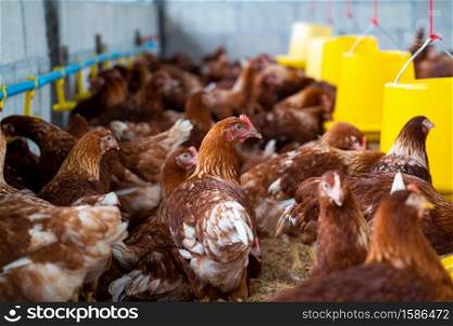 Brown chickens, hens in farm.