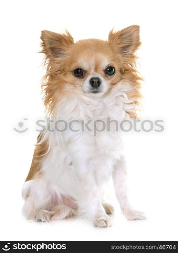 brown chihuahua in front of white background