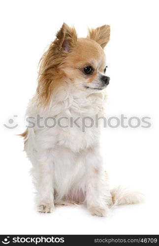 brown chihuahua in front of white background