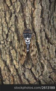 Brown cicada