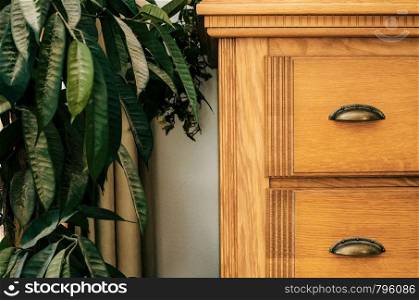 Brown closet with green house plant close-up background texture home interior texture. Brown closet with green house plant close-up background texture home interior