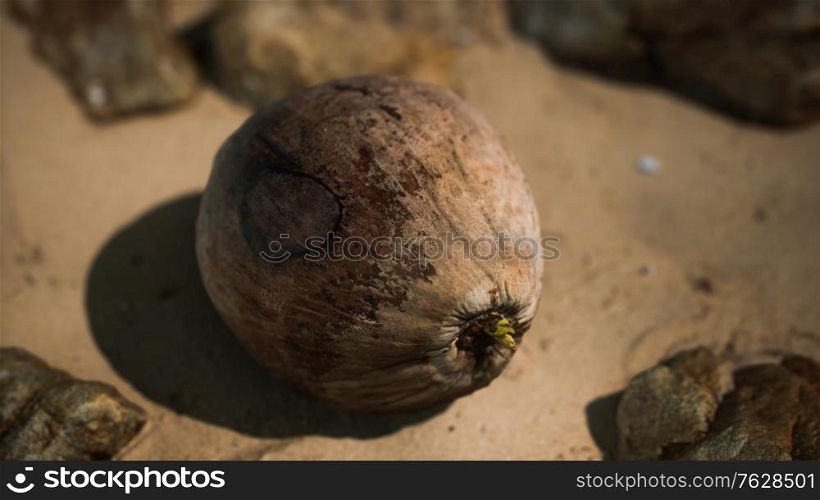 brown coconut on the beach sand