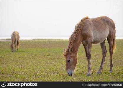brown color horse on green countryside field