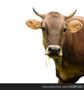 brown cow eat grass isoalated on white background