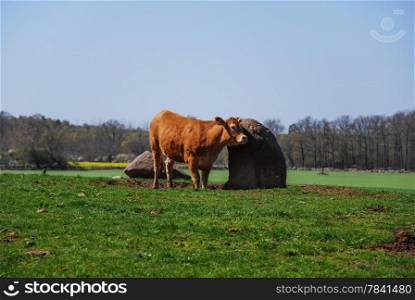Brown cow in sunshine at a green field. From Oland in sweden.
