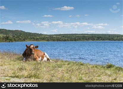 brown cow laying on the grass near the beach of a fjord in Norway