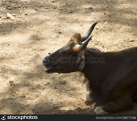 Brown cow lies on the ground. India Goa.