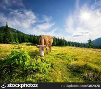 Brown cow on a green pasture among mountains. Brown cow on green pasture among mountains