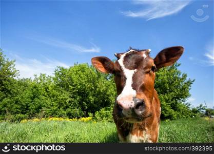Brown cow on green meadow. The head of a cow is close-up. Summer landscape.. Brown cow on green meadow