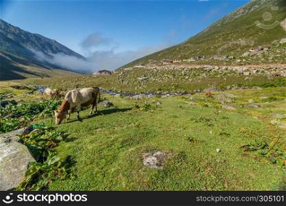 Brown cow on mountain pasture. Brown cow at a mountain pasture in summer. Cows on fresh green grass of a mountain village.. Brown cow at a mountain pasture in summer.