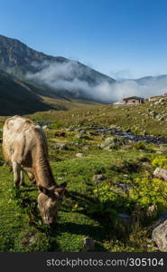 Brown cow on mountain pasture. Brown cow at a mountain pasture in summer. Cows on fresh green grass of a mountain village.. Brown cow at a mountain pasture in summer.