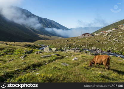 Brown cow on mountain pasture. Brown cow at a mountain pasture in summer. Cows on fresh green grass of a mountain village.. Brown cow at a mountain pasture in summer.