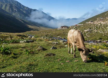 Brown cow on mountain pasture. Brown cow at a mountain pasture in summer. Cows on fresh green grass of a mountain village.. Brown cow at a mountain pasture in summer.