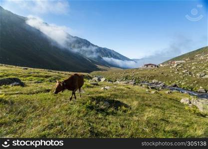 Brown cow on mountain pasture. Brown cow at a mountain pasture in summer. Cows on fresh green grass of a mountain village.. Brown cow at a mountain pasture in summer.