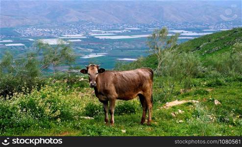 Brown cow on the border of Jordan. Spring Landscape.