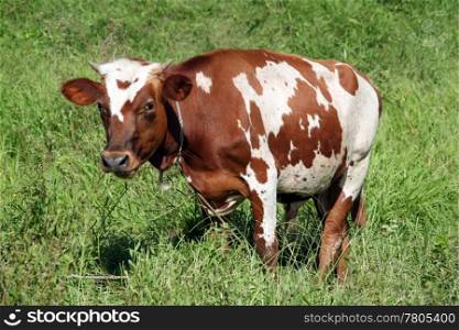 Brown cow on the green grass in rural area of Fiji