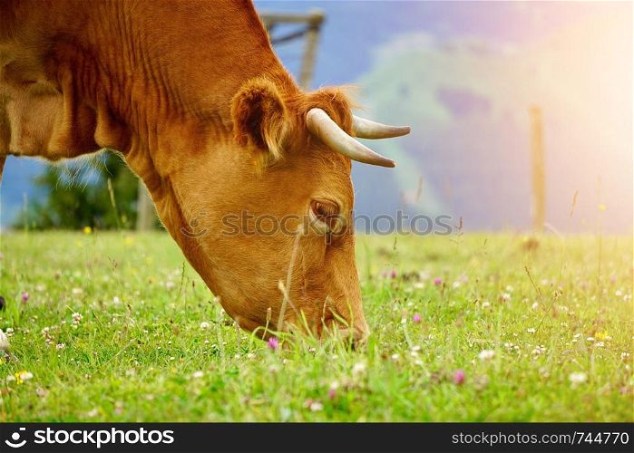 brown cow portrait in the farm in the nature