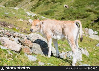 Brown cow through the Catalan Pyrenees, Spain