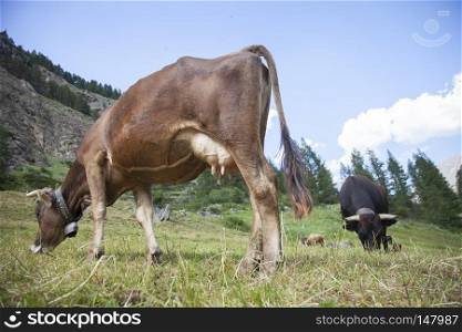 brown cows graze in italian mountain meadow of national park gran paradiso in the italian alps