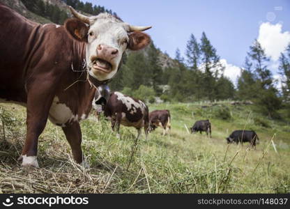 brown cows graze in italian mountain meadow of national park gran paradiso in the italian alps