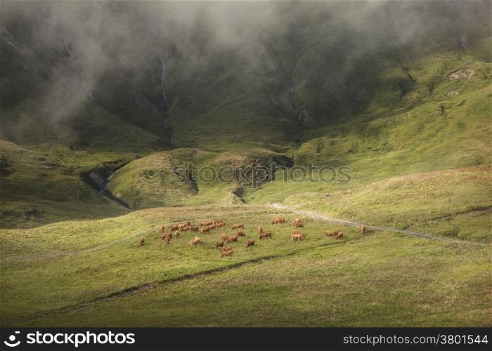 brown cows grazing in beautiful mountain landscape of the haute savoie in france