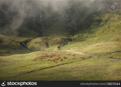 brown cows grazing in beautiful mountain landscape of the haute savoie in france