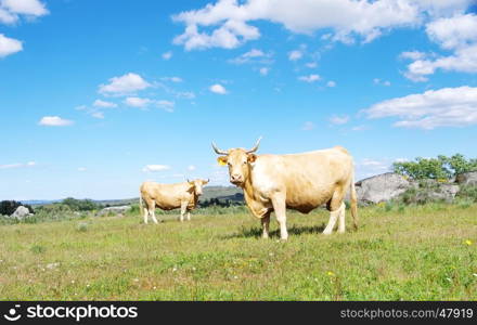 brown cows in a field