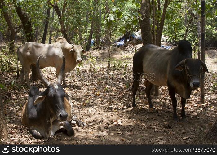 Brown cows lies on the ground. India Goa.