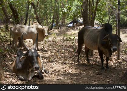 Brown cows lies on the ground. India Goa.