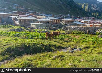 Brown cows on mountain pasture. Brown cow at a mountain pasture in summer. Cows on fresh green grass of a mountain village.. Brown cow at a mountain pasture in summer.