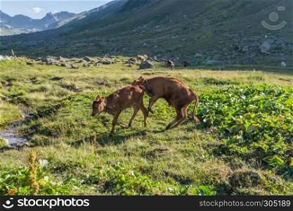 Brown cows on mountain pasture. Brown cow at a mountain pasture in summer. Cows on fresh green grass of a mountain village.. Brown cow at a mountain pasture in summer.