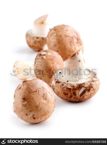 Brown cremini or young potrobello mushrooms isolated on white background