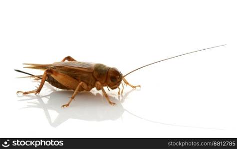 brown cricket in front of white background