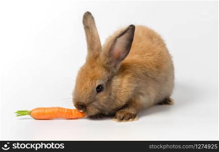 Brown cute bunny rabbit crouched and eating fresh baby carrot on white background