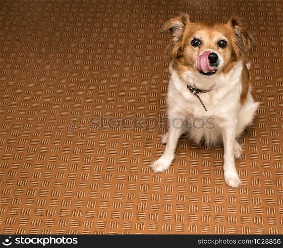 Brown cute dog likking with tongue on a brown floor, space for text pet. Brown cute dog likking with tongue on a brown floor, space for text